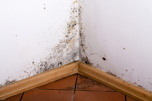 Hot Water Leaks Accelerate Mold Growth Rates Menifee Plumbing